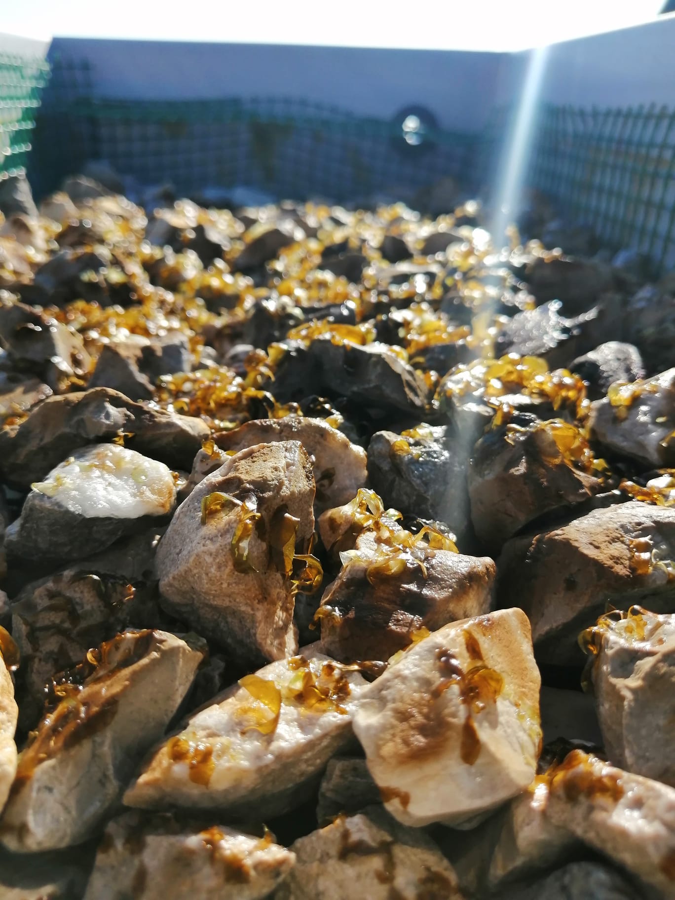 Restoring Kelp Forests, Portugal