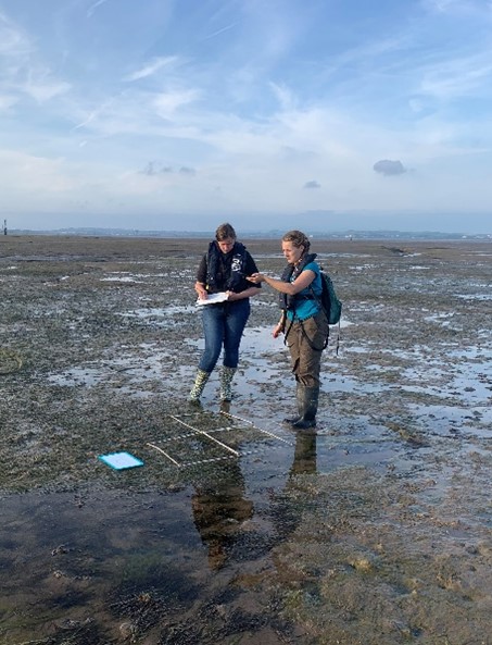 Seagrass Meadows, Cumbria, UK