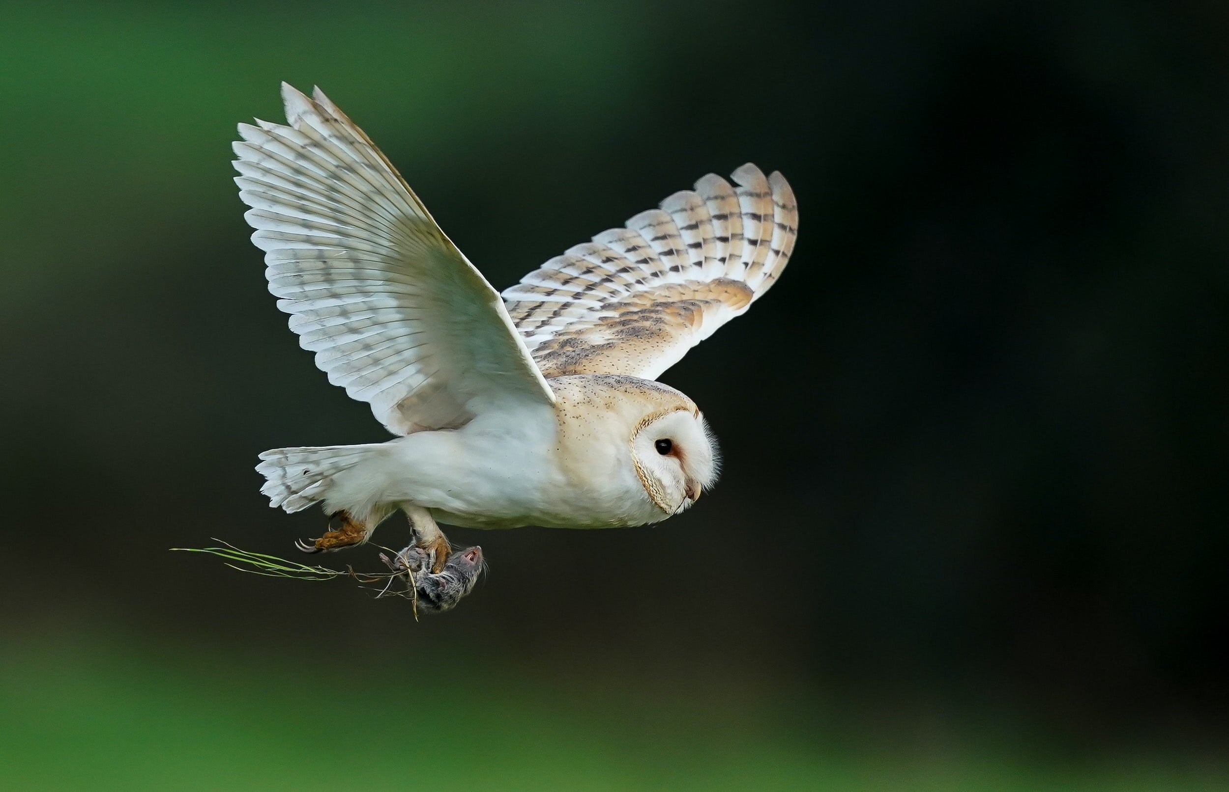 Raptor Rehabilitation, California, USA