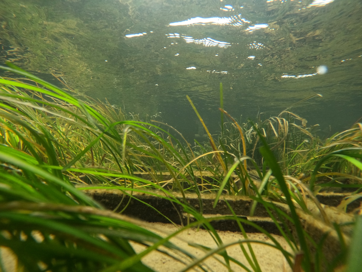 Project Seagrass, Wales, UK