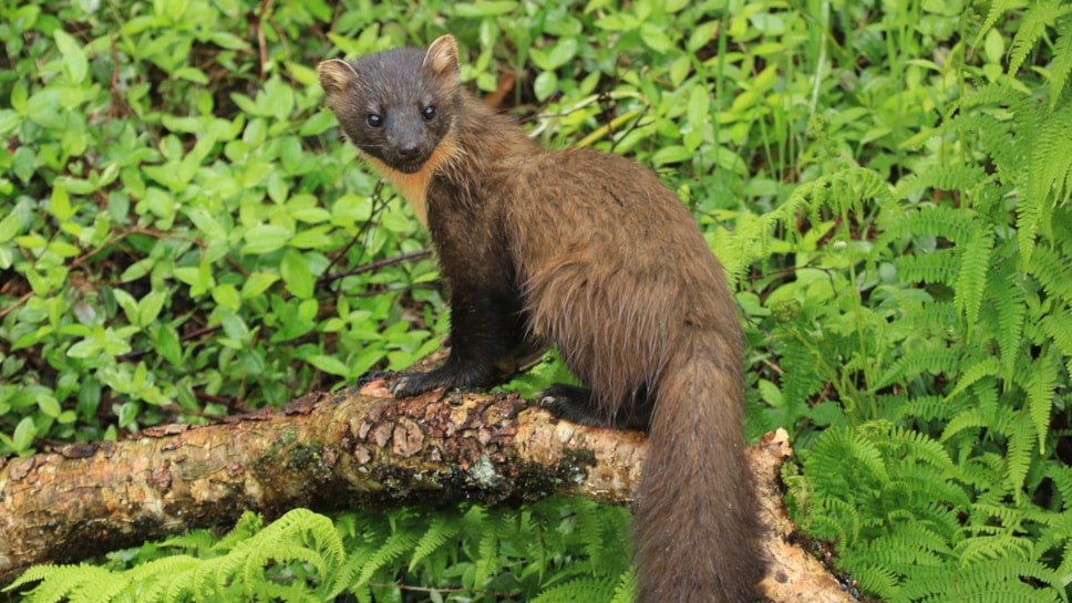 Pinemartens Return to Cumbria, UK