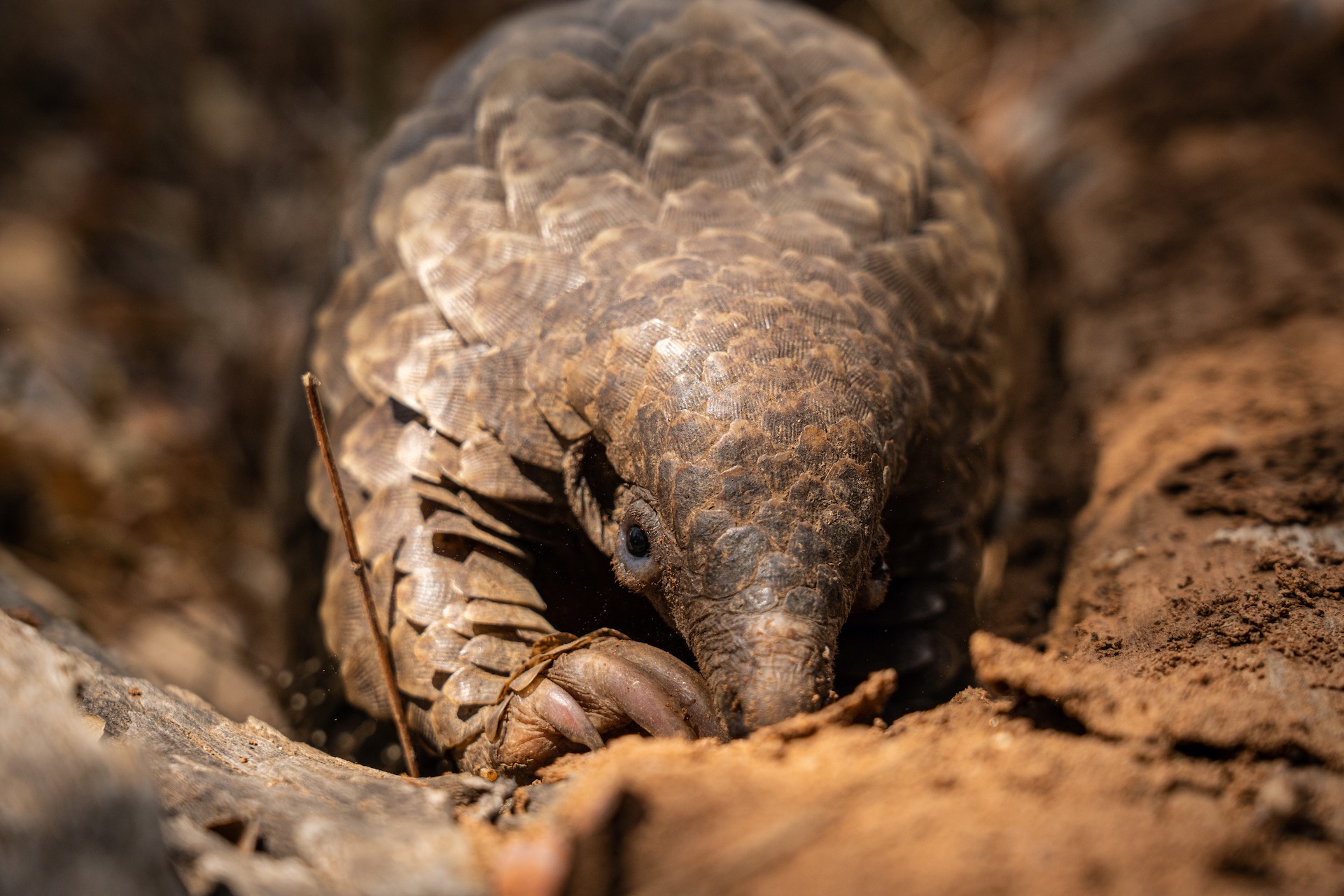 Protecting Pangolins, Malawi