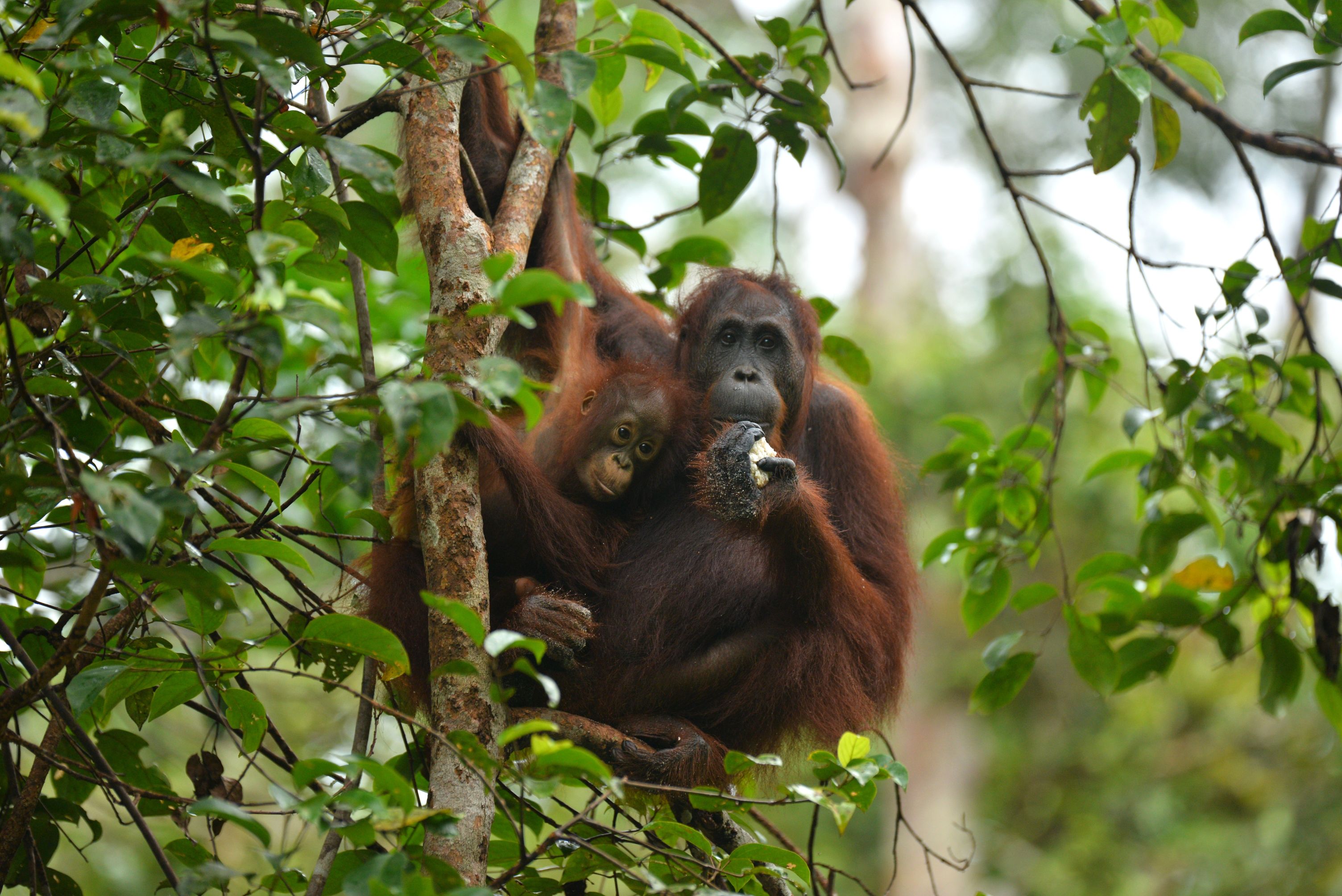 A Safe Place for Orangutans, Indonesia